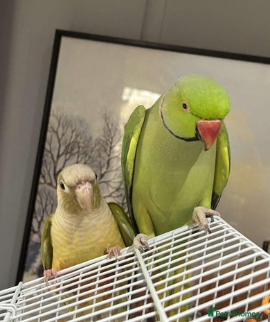 Ringnecks birds - Advert 4