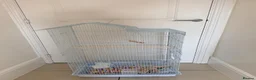 Cockatiels birds for sale: BEAUTIFUL BABY COCKATIELS NEW CAGES AVAILABLE  - Advert 23