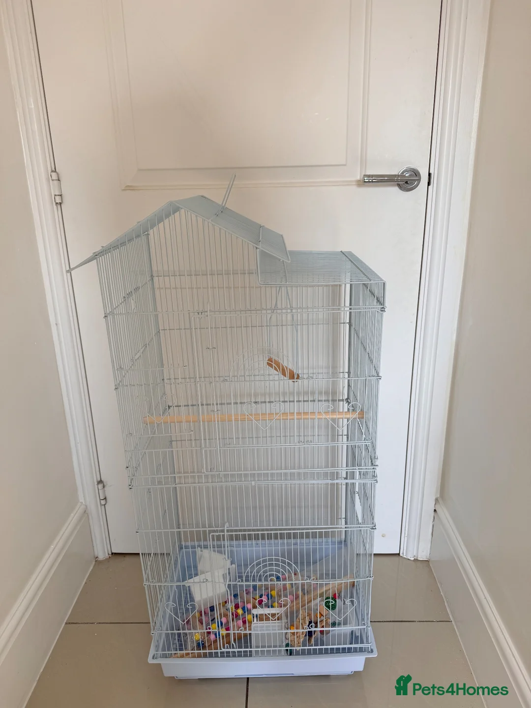 Cockatiels birds for sale: BEAUTIFUL BABY COCKATIELS NEW CAGES AVAILABLE  - Advert 23