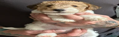 Hedgefairy Cassie
