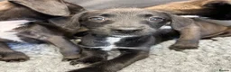 Mixed Breed dogs for sale: BEDDY  WHIPPET PUPS - Advert 28