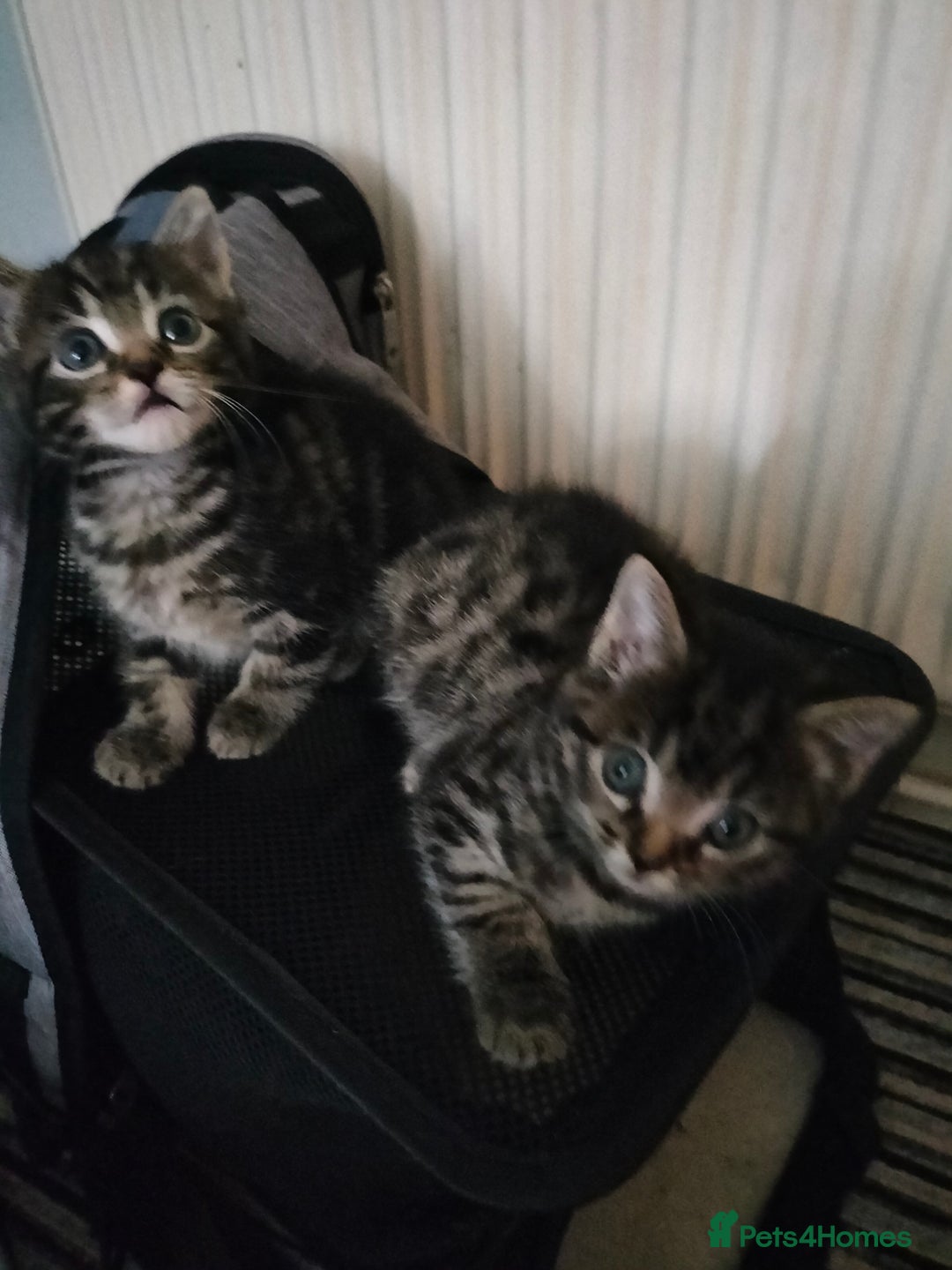 Mixed Breed cats for sale: 3 Beautiful Tabby fluffy Kittens - Image 14