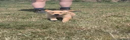 Golden Retriever dogs for sale: KC Reg Health Tested Dark Golden Retriever Puppies - Advert 5