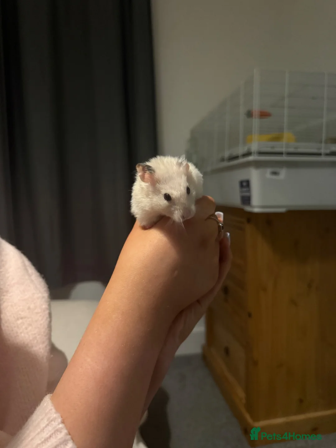 Hamster rodents for sale: Hamster and cage for sale  in Folkestone - Advert 1