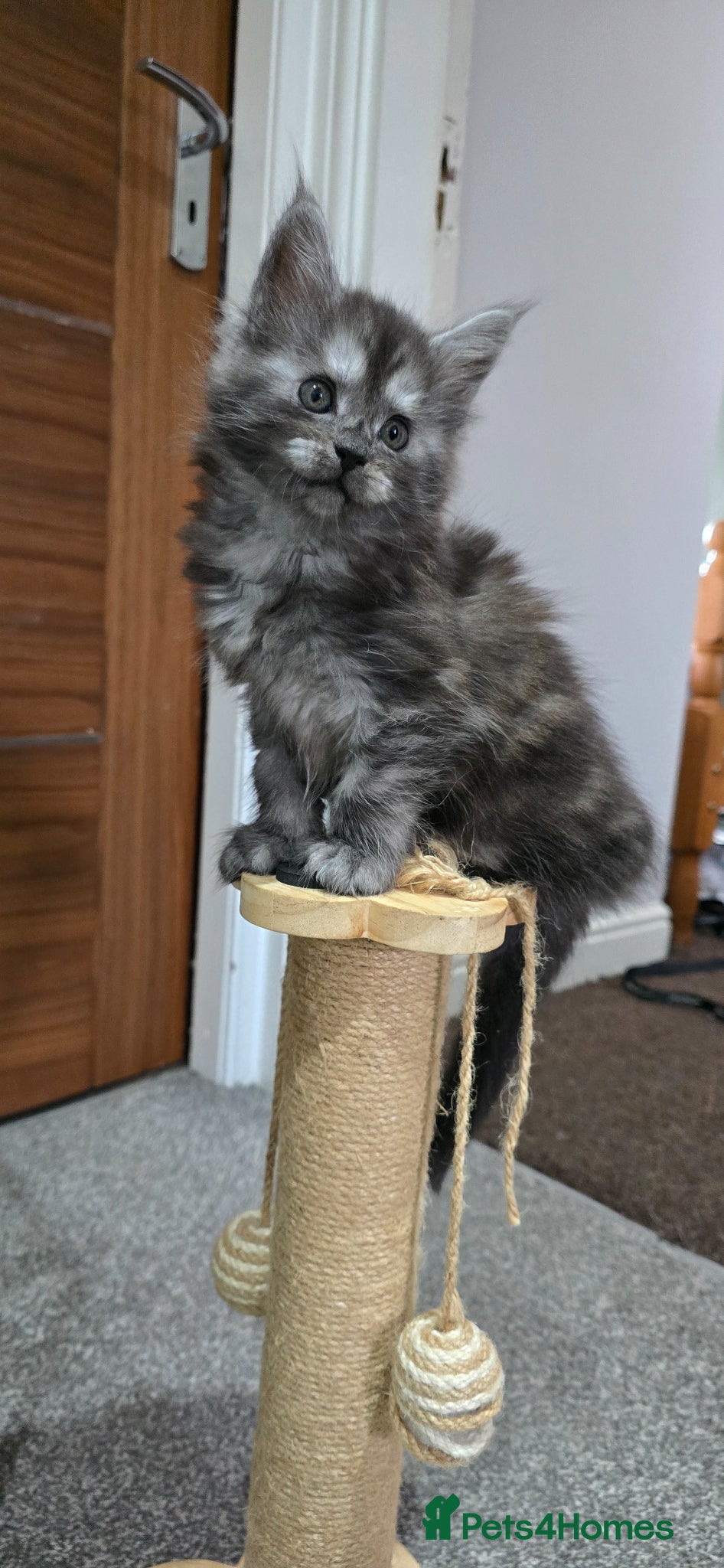 Maine Coon cats 2 Maine Coone Kittens - Advert 11