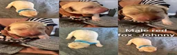 Labrador Retriever dogs for sale: Labrador puppies!  in Doncaster - Advert 11