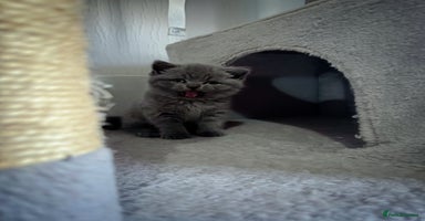 British Shorthair cats - Advert 1