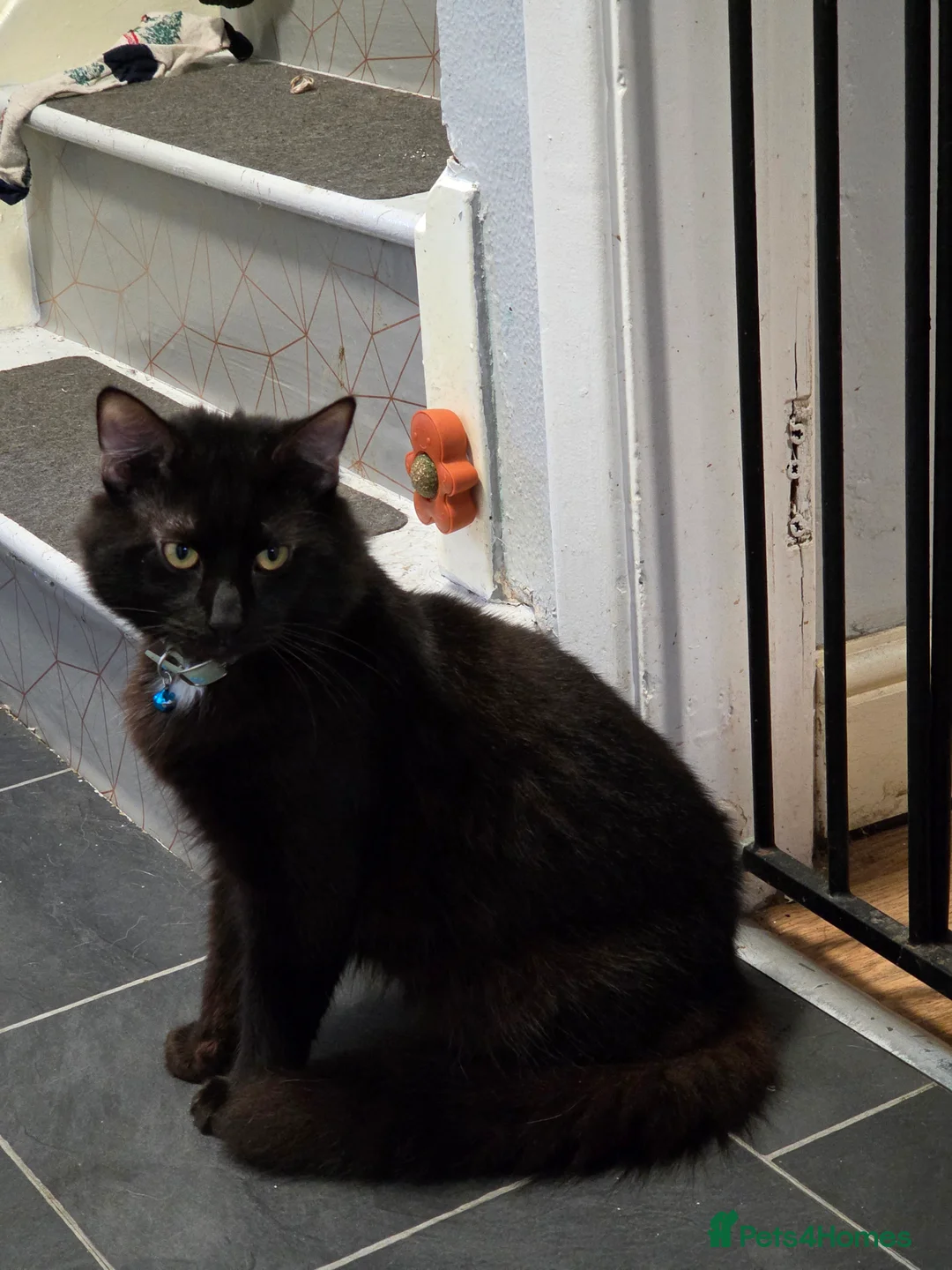 Mixed Breed cats for sale: Long haired male  - Advert 4