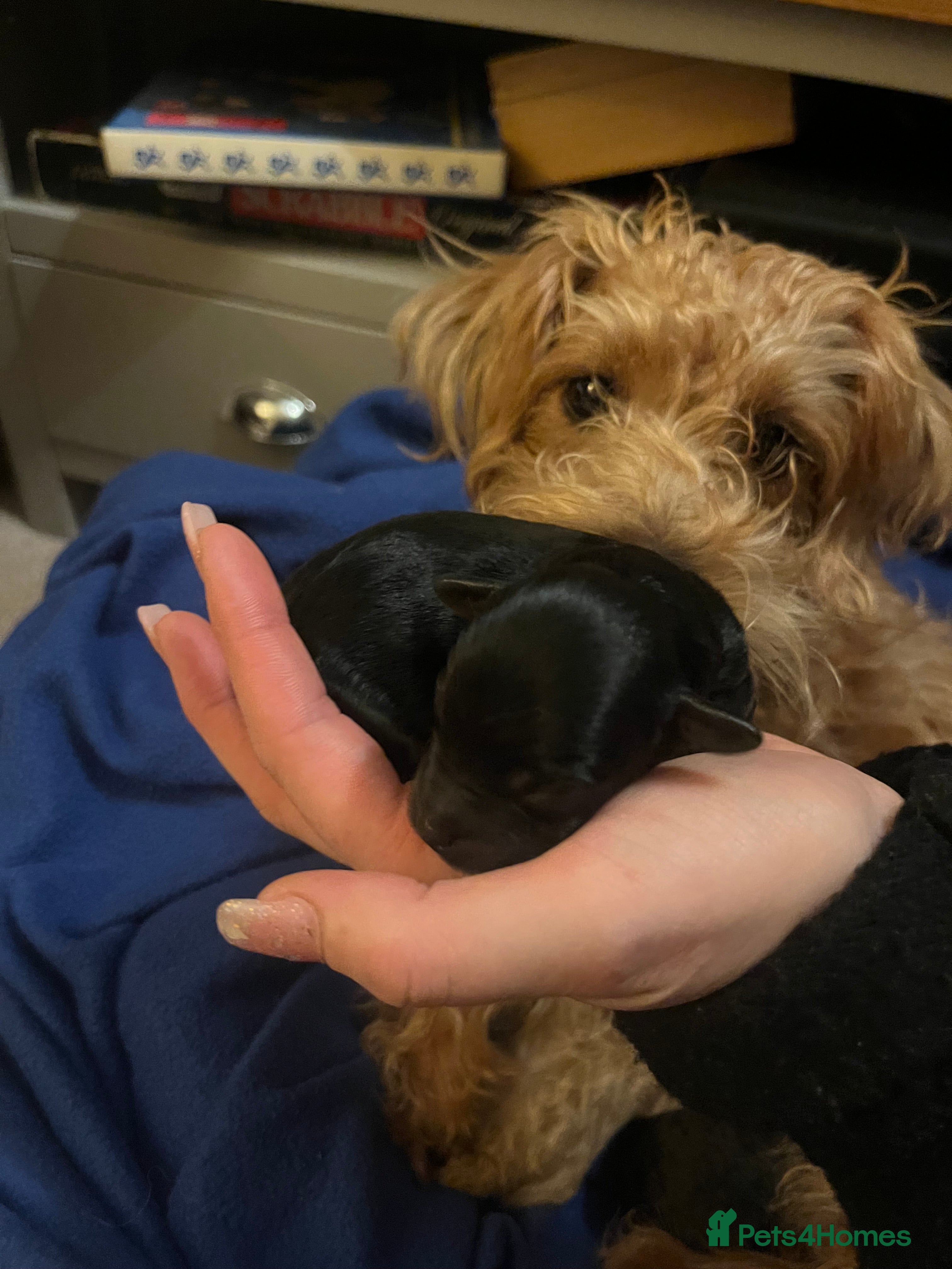 Jackapoo dogs Gorgeous little Jackapoo pup for sale  - Advert 3