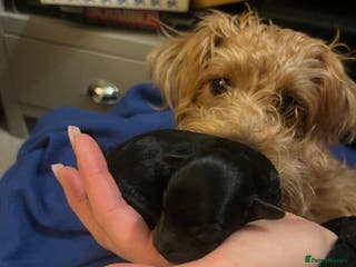 Jackapoo dogs Gorgeous little Jackapoo pup for sale - Advert 1