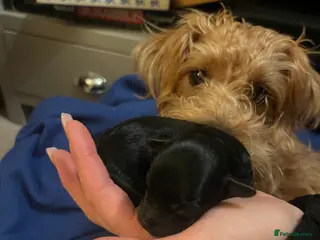 Jackapoo dogs Gorgeous little Jackapoo pup for sale - Advert 1