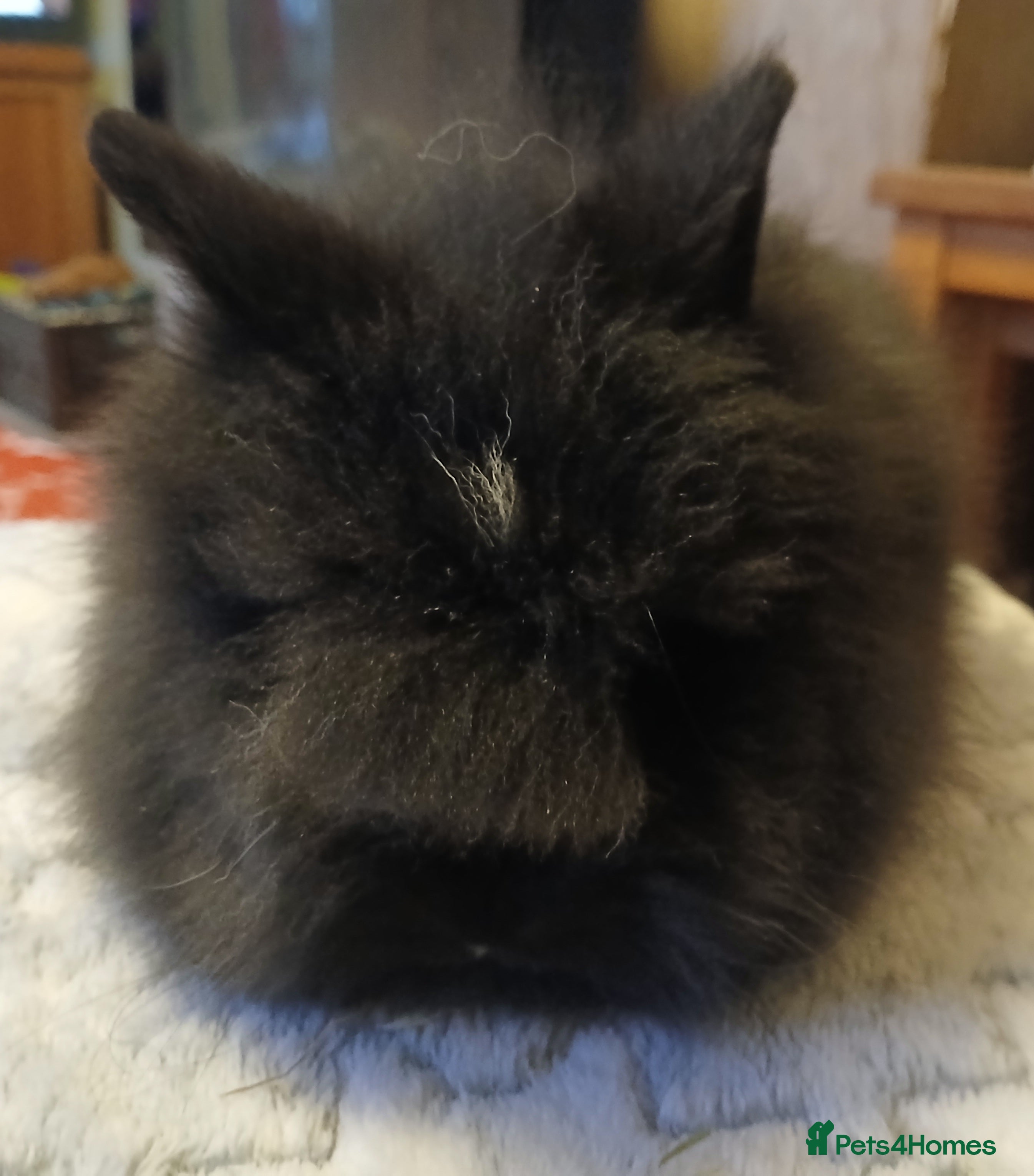 Lionhead rabbits LAST ONE Stunning DM lionheads baby rabbit - Advert 3