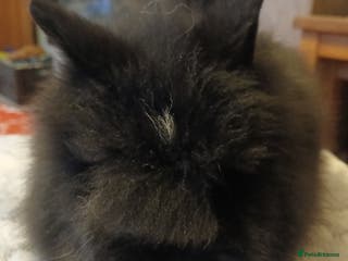 Lionhead rabbits LAST ONE Stunning DM lionheads baby rabbit - Advert 3