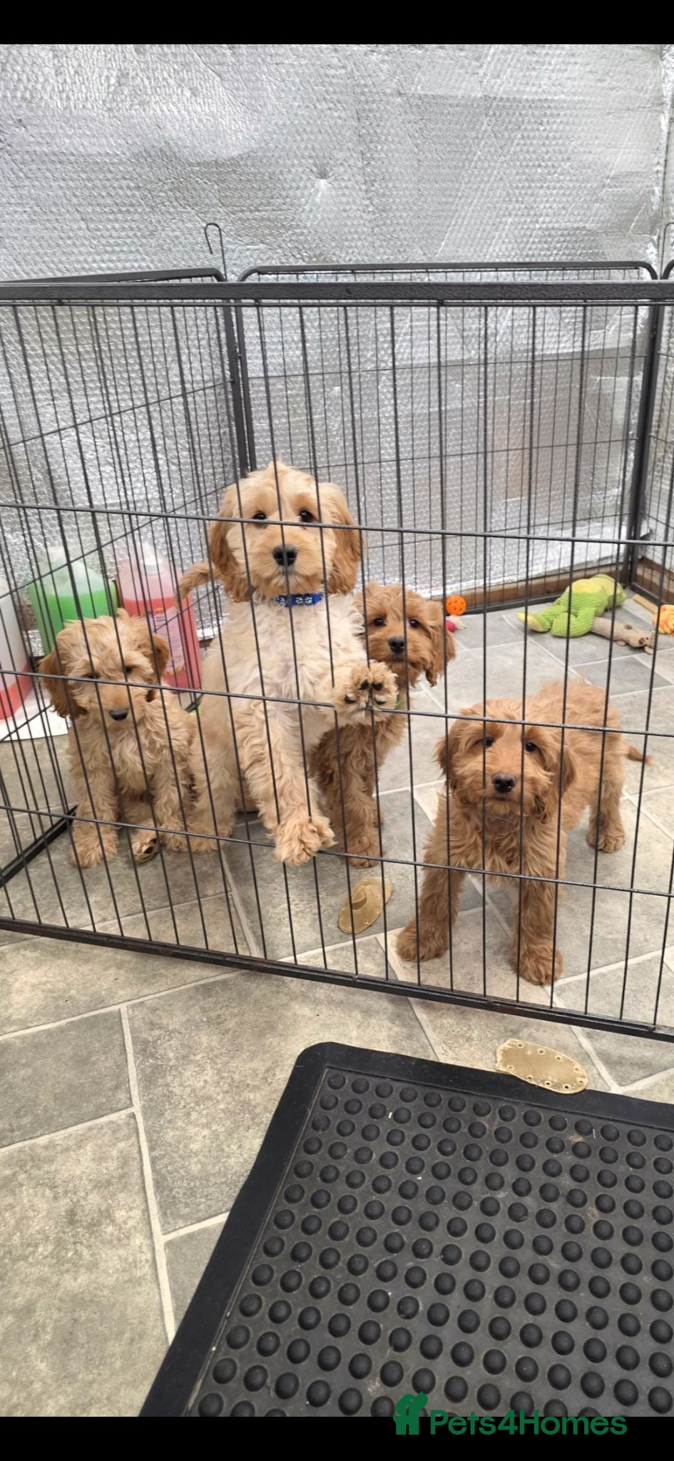 Cockapoo dogs Stunning F1 Cockapoos - Advert 11