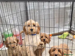 Cockapoo dogs Stunning F1 Cockapoos - Advert 11
