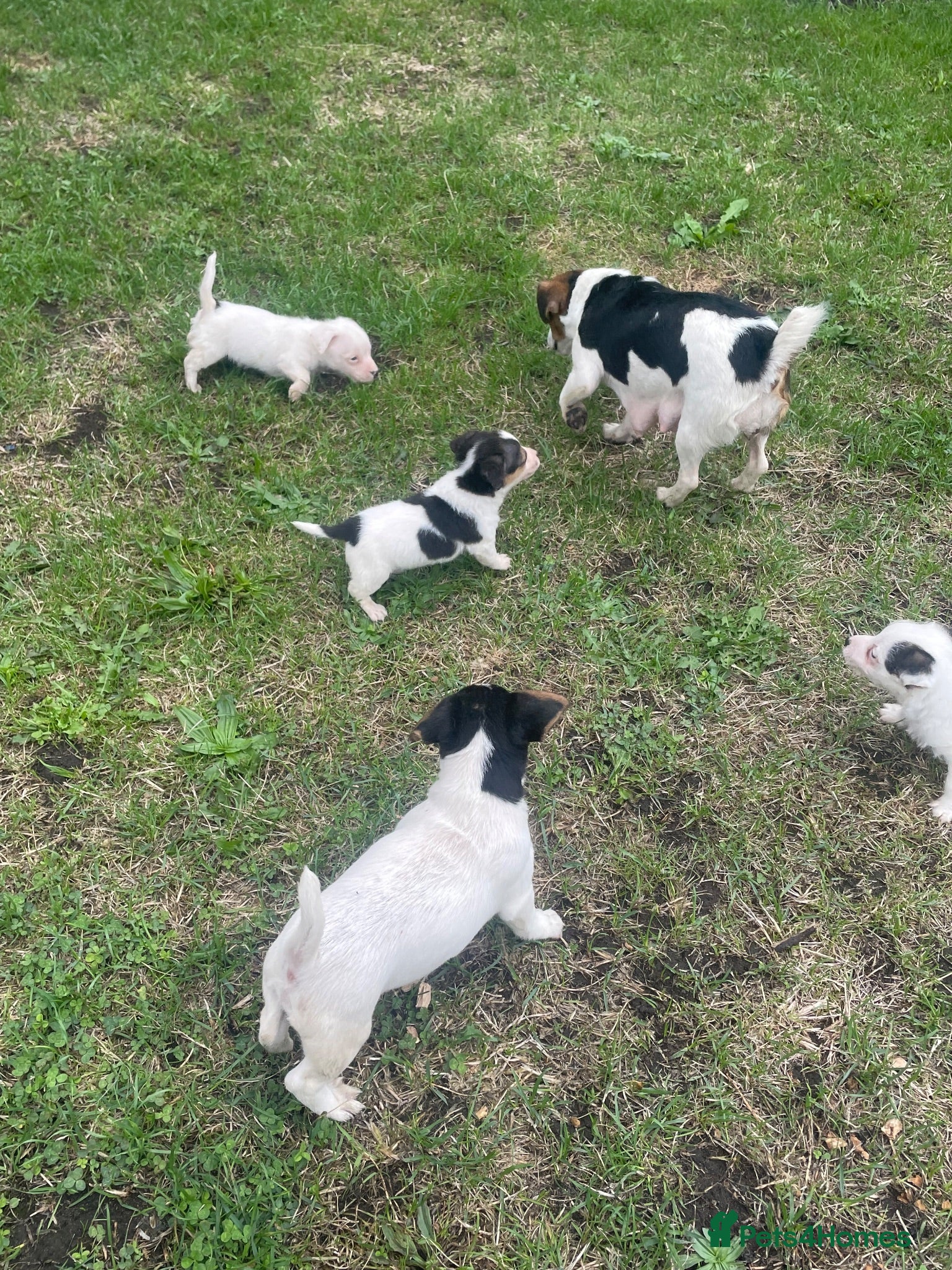 Jack Russell dogs Miniature Jack Russell puppies - Advert 1