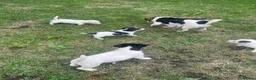 Jack Russell dogs for sale: Miniature Jack Russell puppies - Advert 6