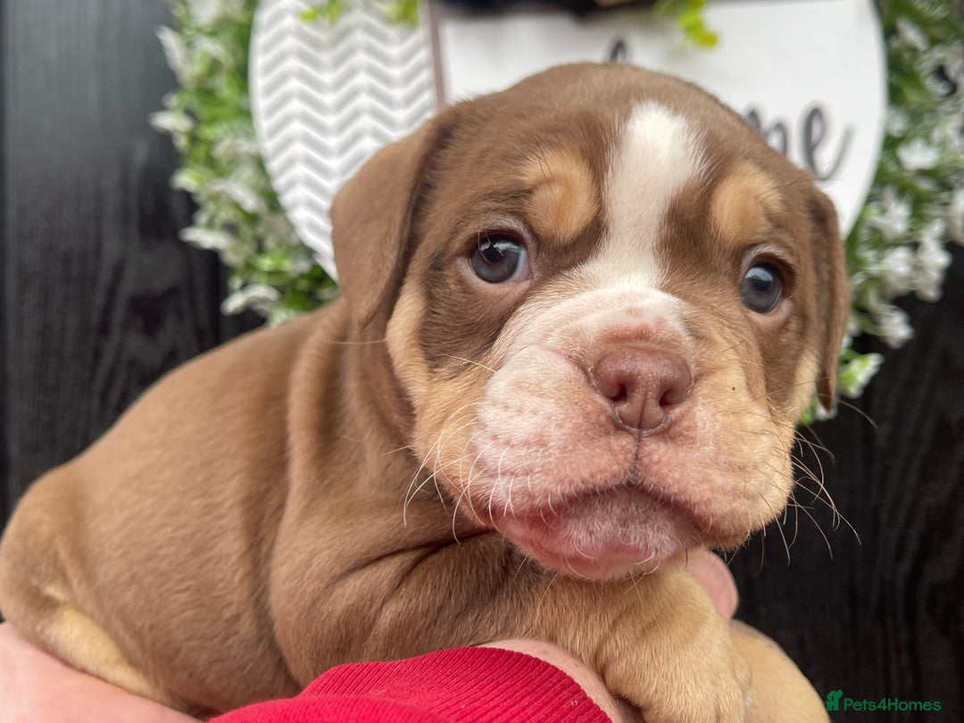 Olde English Bulldogge dogs for sale: Olde English Bulldogs - Advert 30