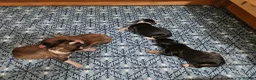 Mixed Breed dogs for sale: Beautiful Bordoodle Puppies from family home - Advert 10