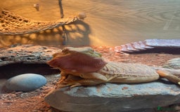 Bearded Dragon reptiles for sale: Bearded Dragon - Image 4