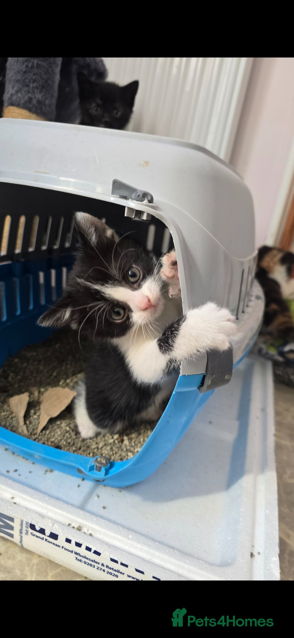 Mixed Breed cats for sale: Lovely 2 girl kittens 😸 😍  - Advert 4