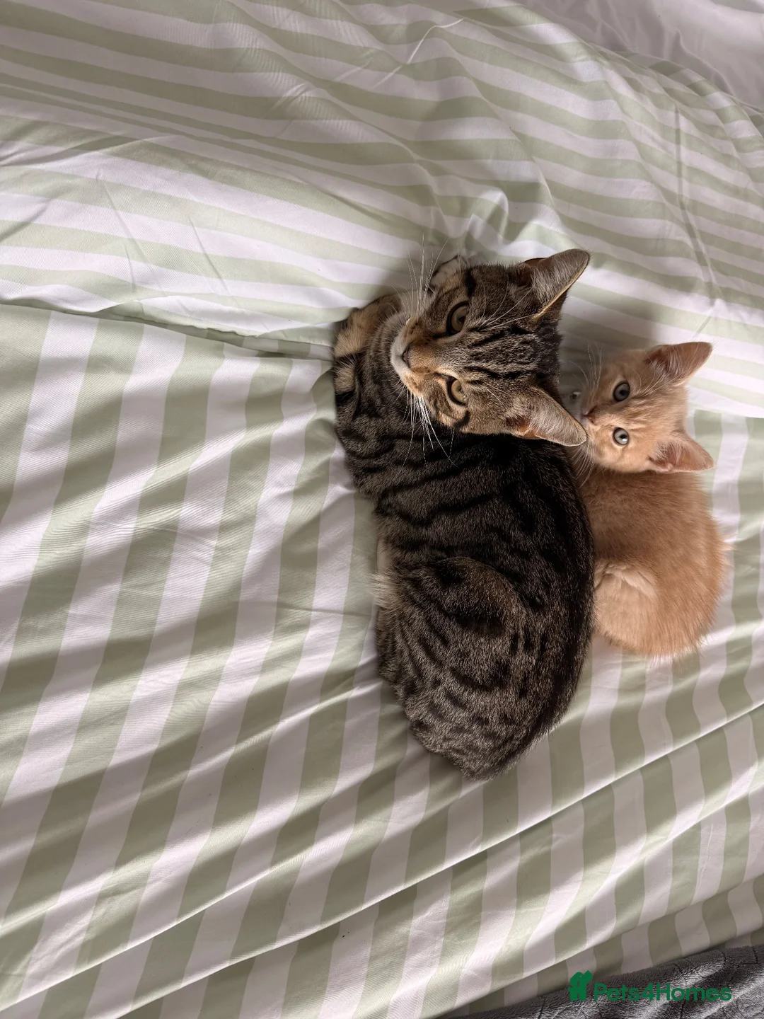 Mixed Breed cats for sale: Little ginger kitten for sale 💕 - Advert 11