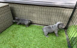 French Bulldog dogs for sale: 7 week old kC French bulldogs - Image 18