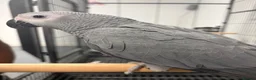 Parrots birds for sale: Hand Reared Baby African Greys  - Advert 3