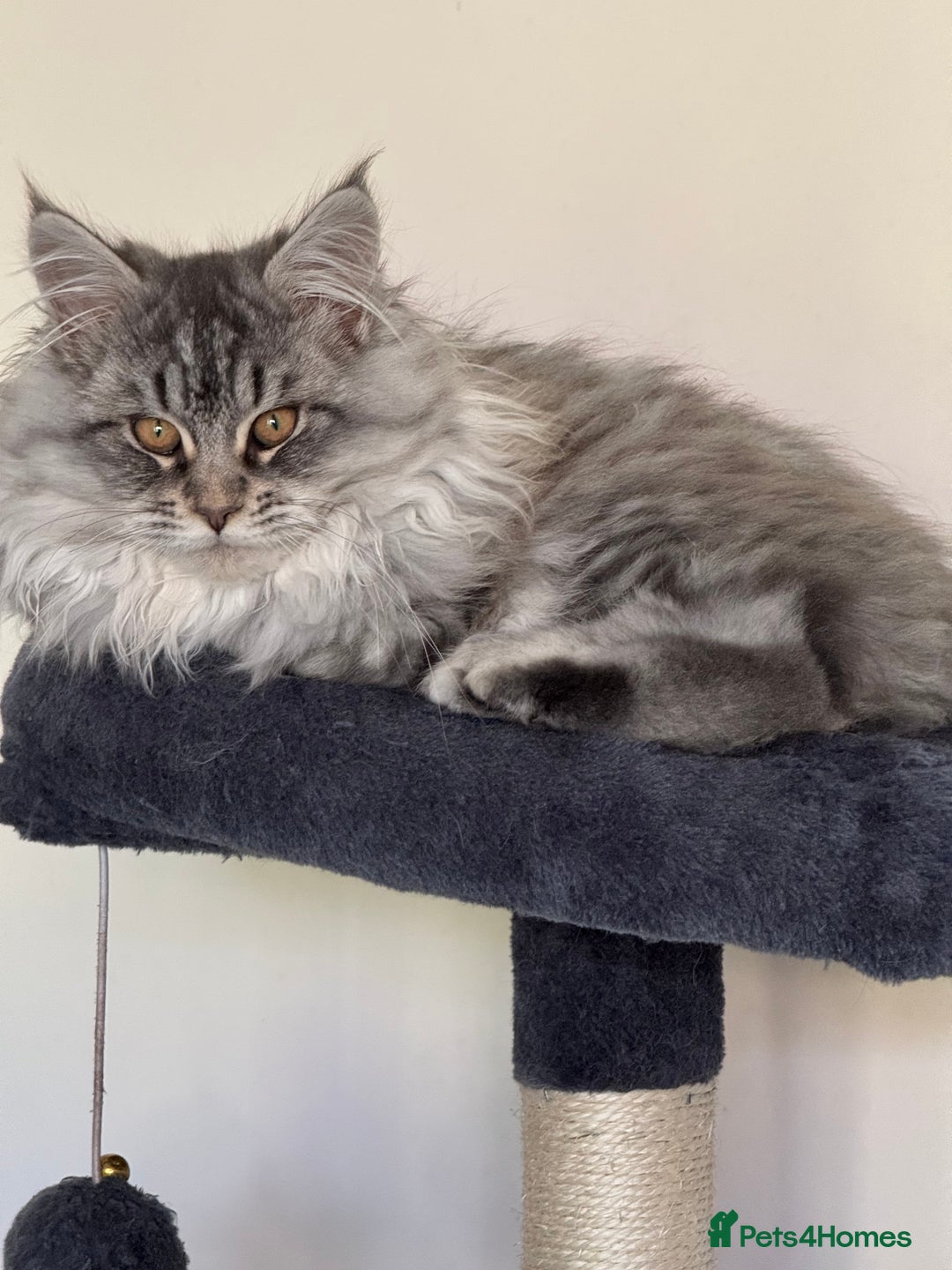 Maine Coon cats for sale: Maine Coon kittens Ready Now just the girl left  - Advert 5