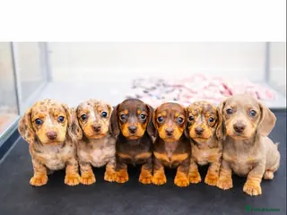 Miniature Dachshund dogs Beautiful KC Miniature Dachshunds - Advert 4