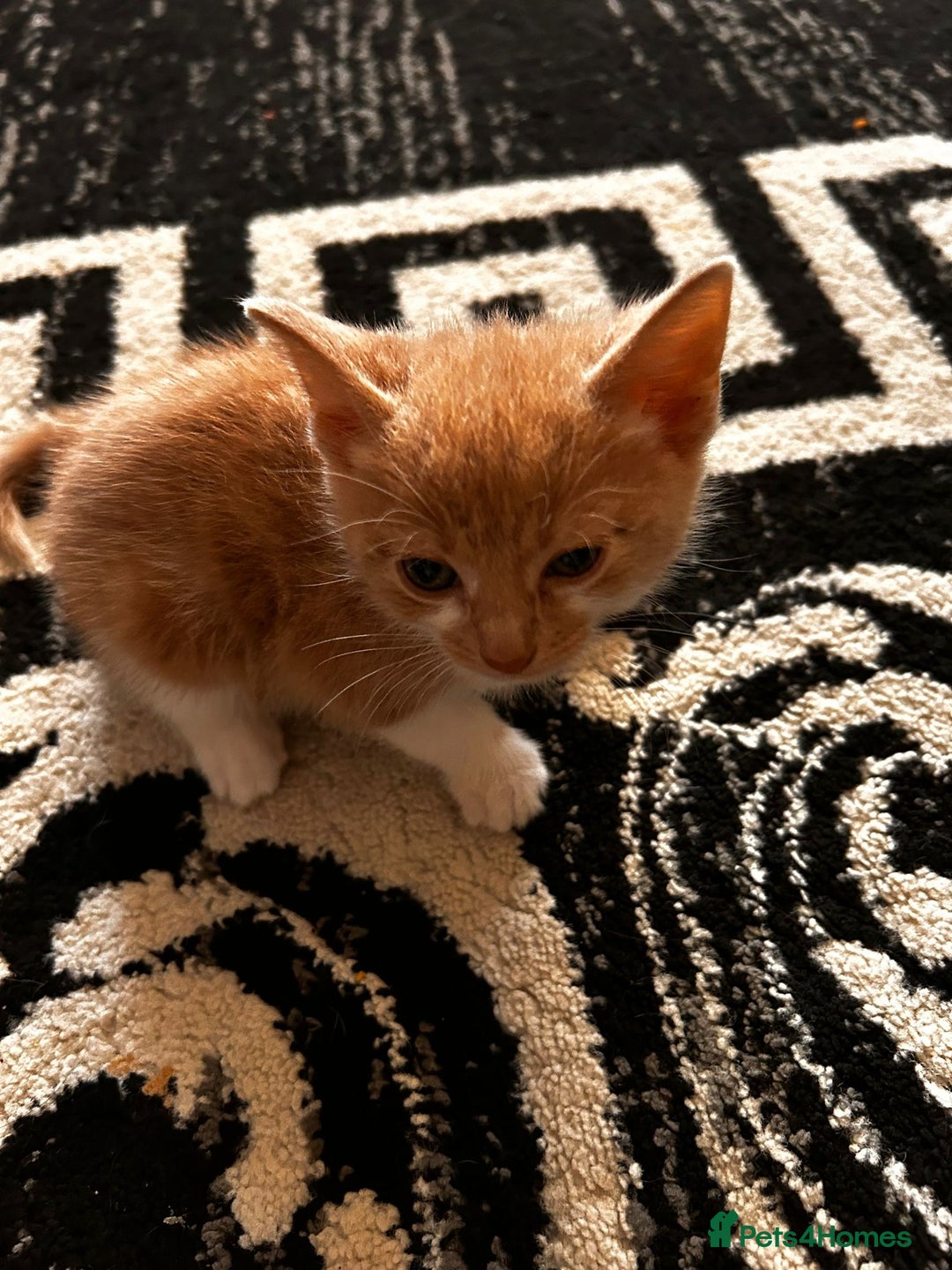 Mixed Breed cats for sale: Beautiful kittens for sale - Image 5