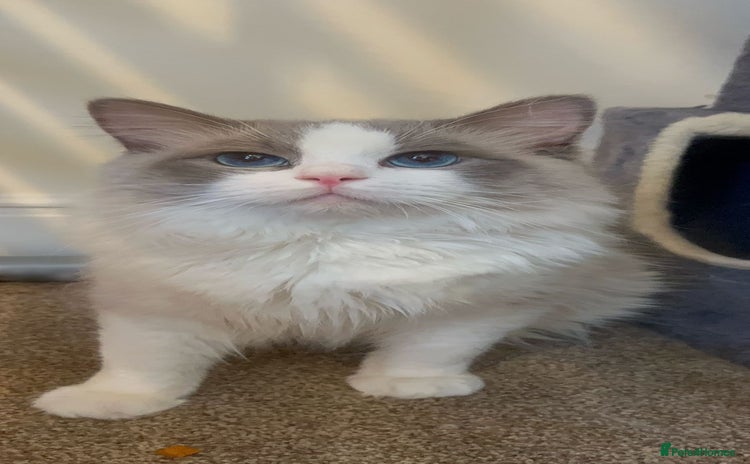 Ragdoll cats - Advert 6