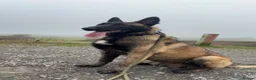 Belgian Shepherd Dog dogs for stud: Belgium malinios champion stud  in Stanmore - Advert 2