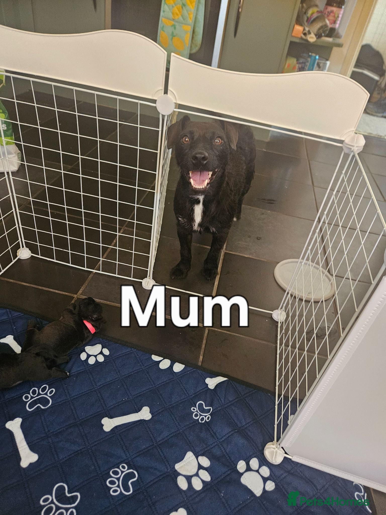 Patterdale Terrier dogs Patterdale Terrier Pups - Advert 7