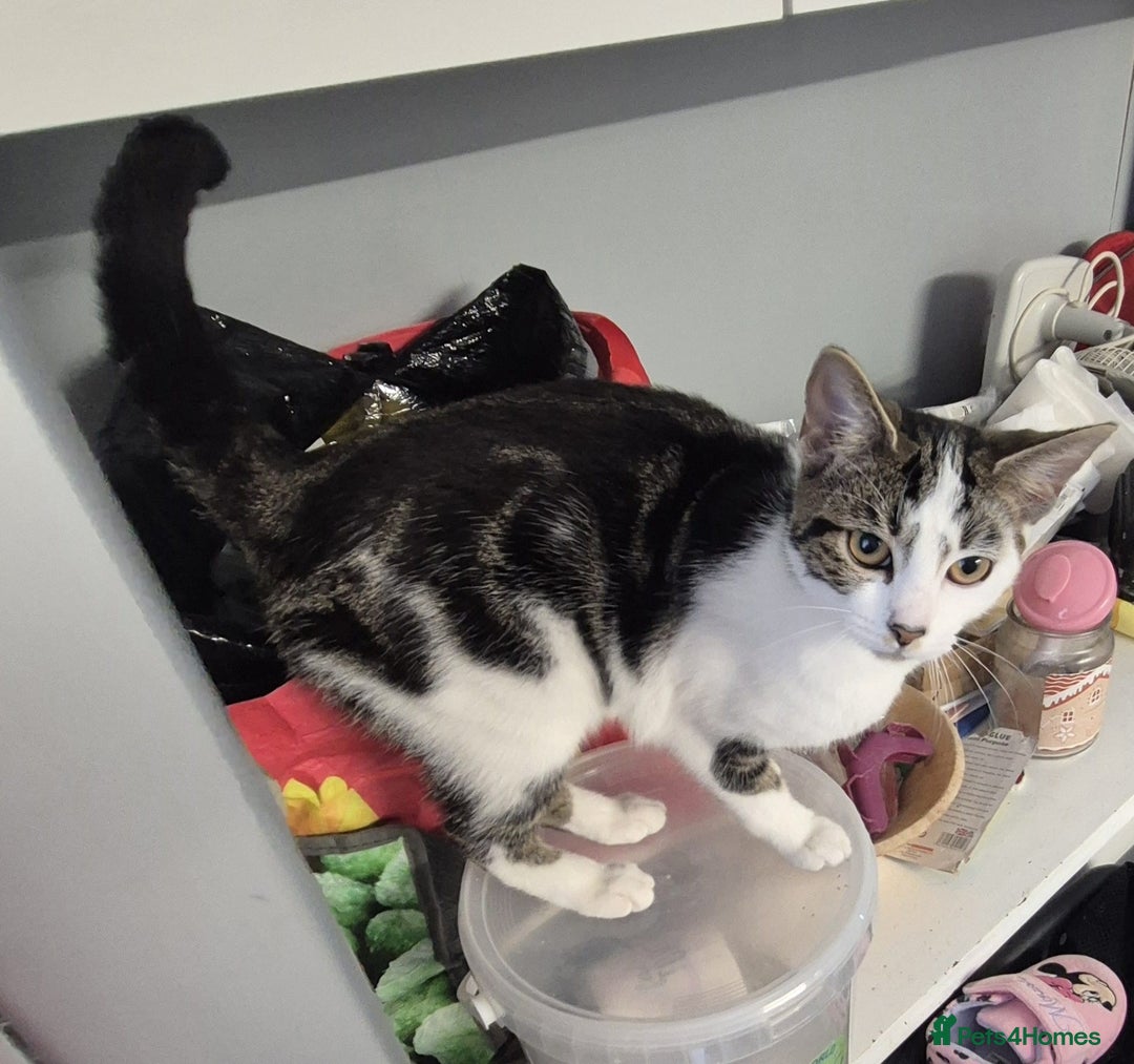 British Shorthair cats for sale: 1xmale black & white and 1xfemale Calico colours  - Image 4