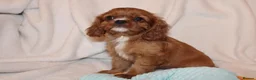 Cavalier King Charles Spaniel dogs for sale: Gorgeous Cavalier King Charles Spaniel puppies - Advert 6