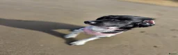 Sprocker dogs for sale: Sprocker  in Bridgwater - Advert 4