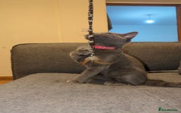 British Shorthair cats for sale: BLUE BRITISH SHORTHAIR - Image 4