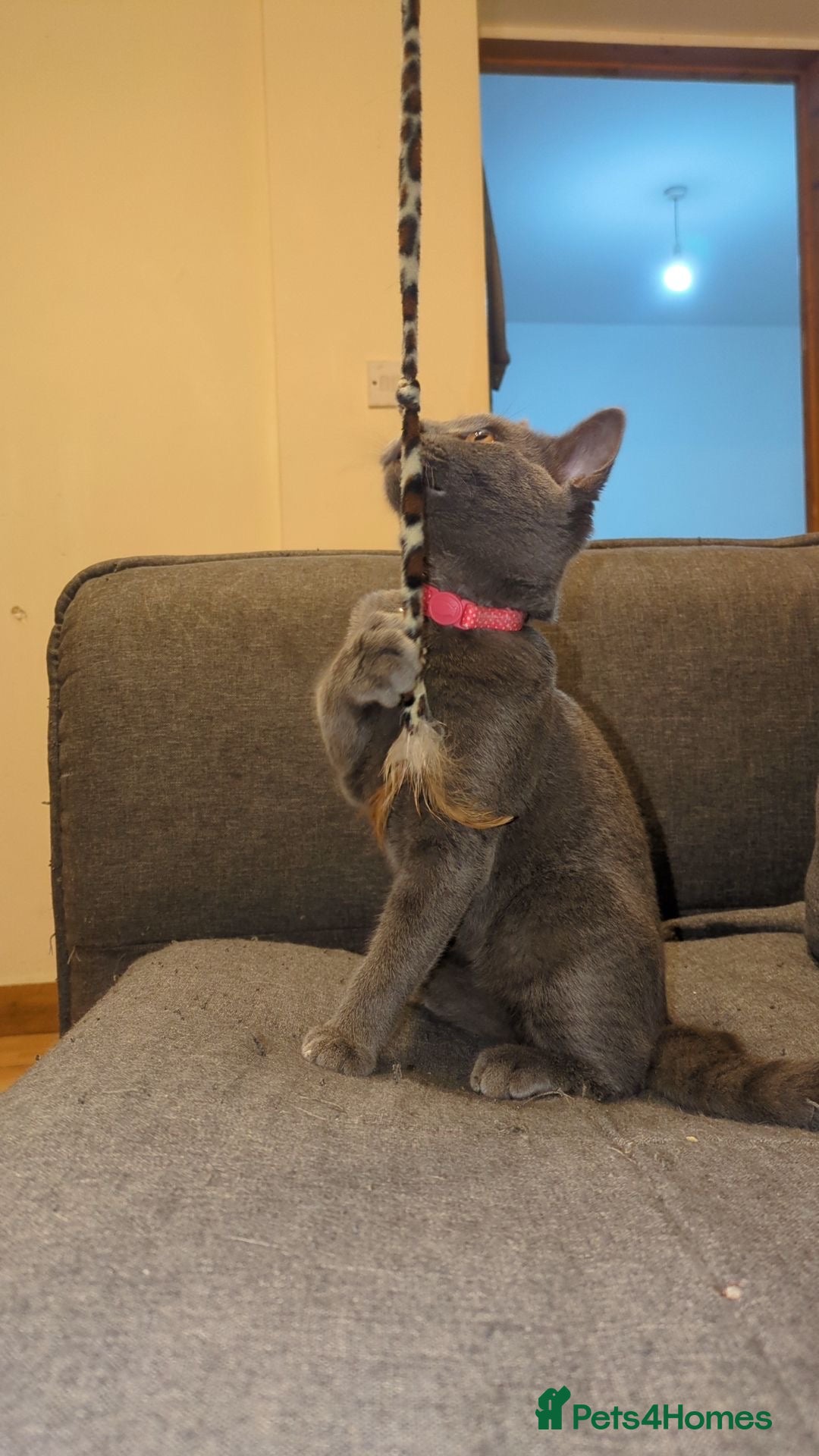 British Shorthair cats for sale: BLUE BRITISH SHORTHAIR - Image 4