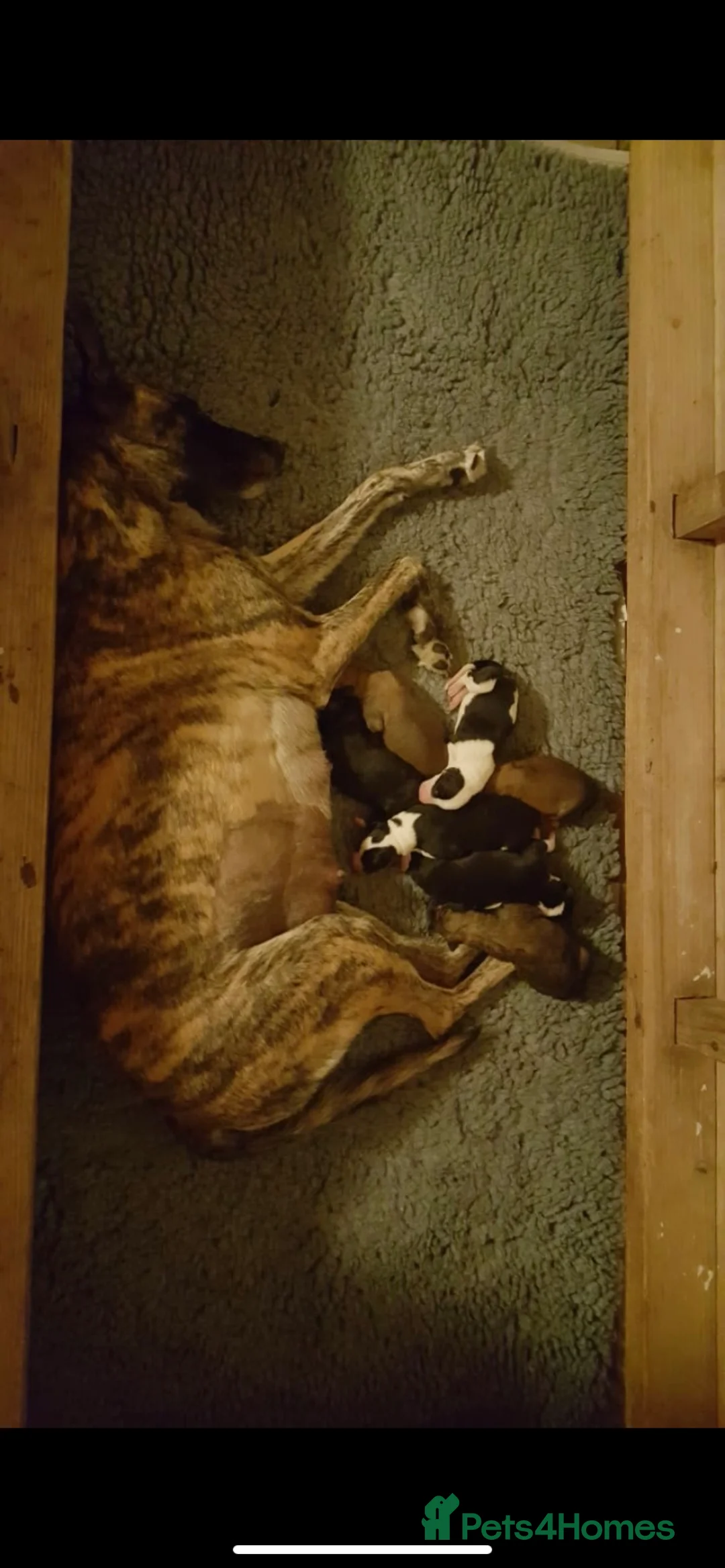 Whippet dogs for stud: Whippet stud dog in Somerton - Advert 18