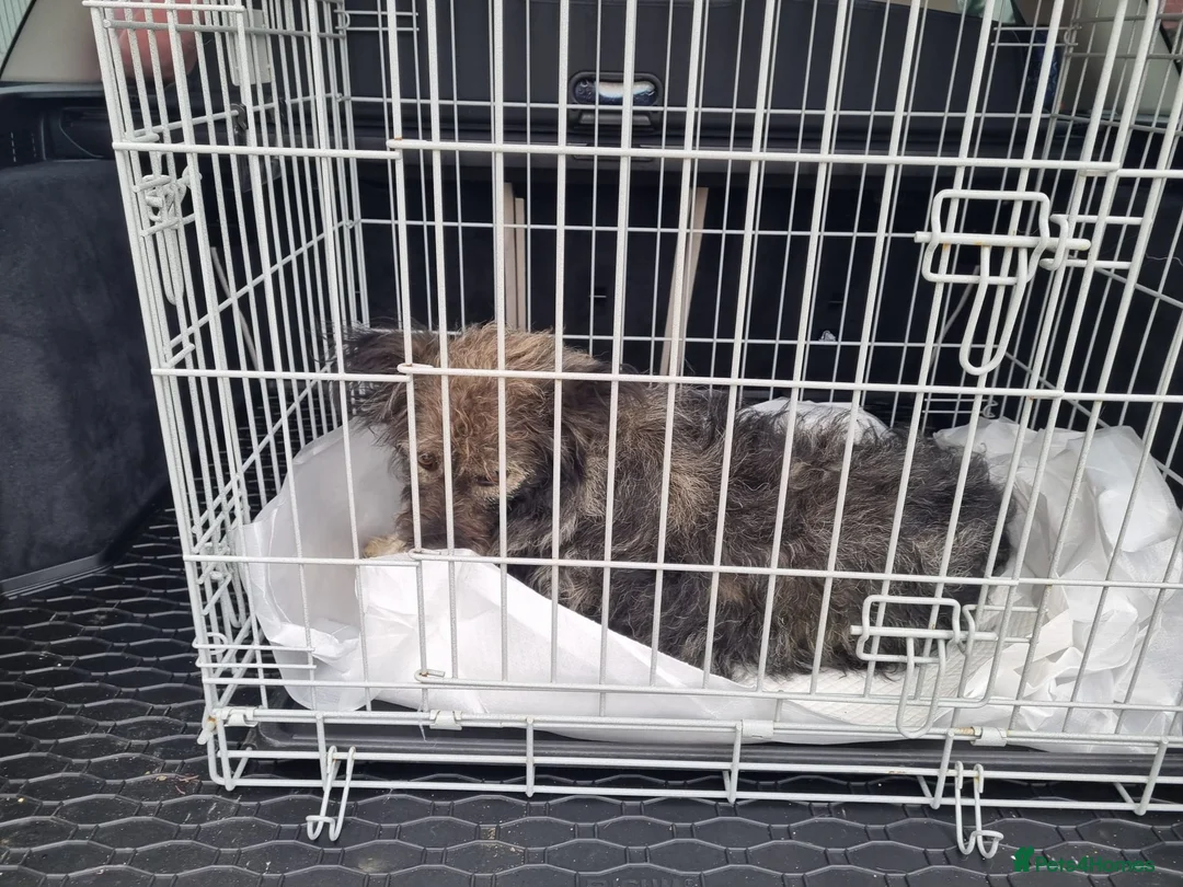 Mixed Breed dogs for sale: STORMY – s Superb young boy for a Loving Home - Advert 22