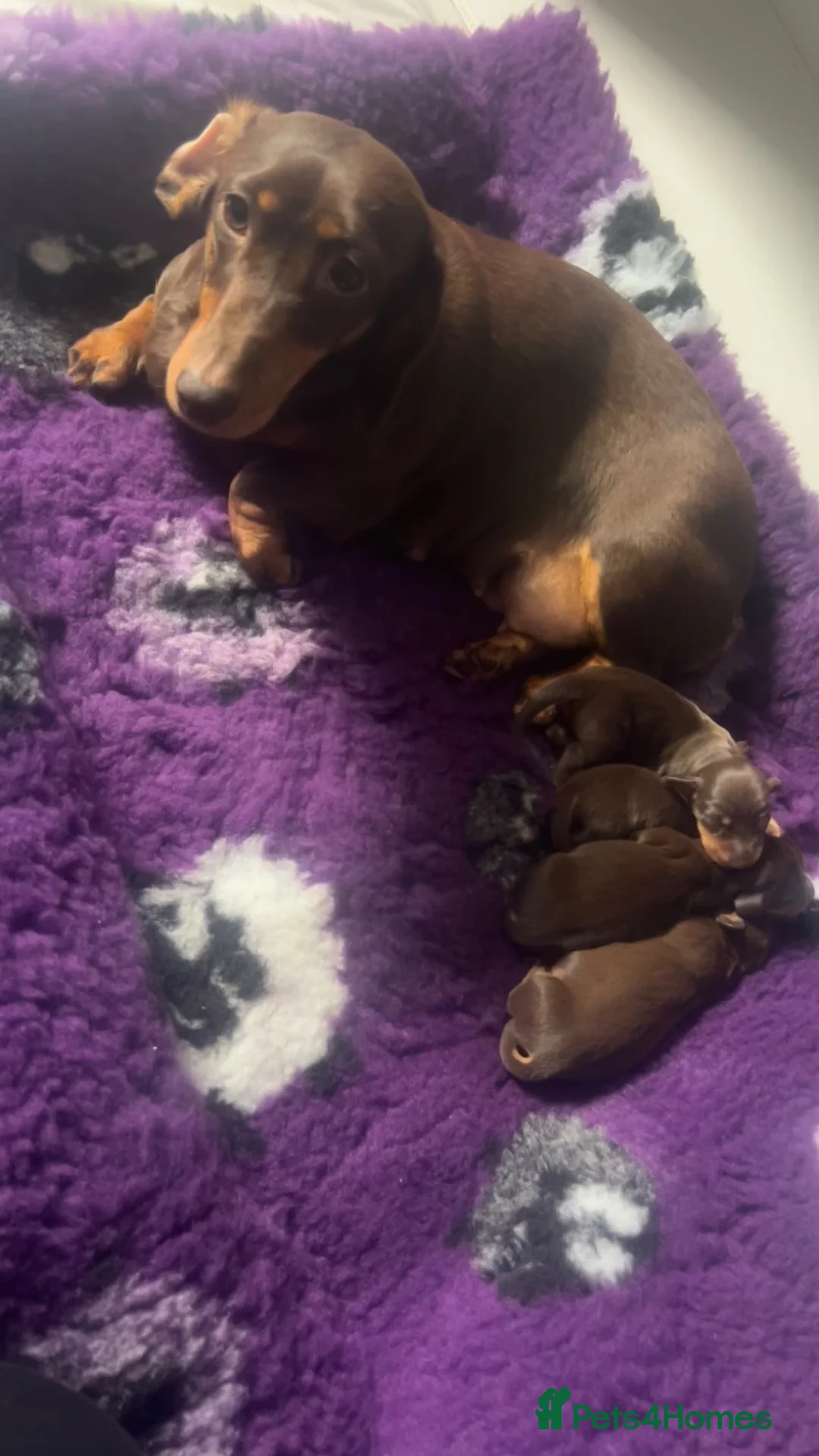 Dachshund dogs for sale: Gorgeous dachshund puppies  - Advert 19