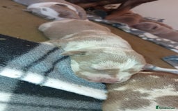 Mixed Breed dogs for sale: Rotterbulls - Image 6