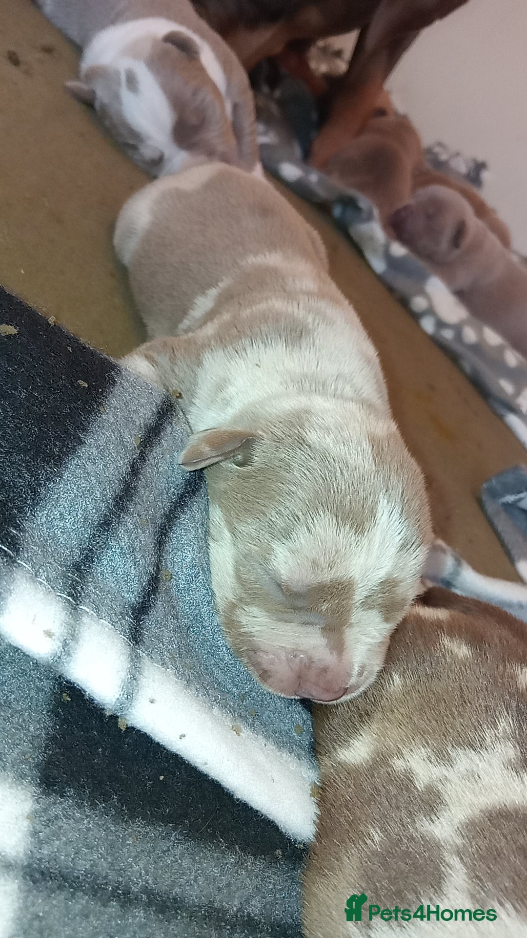 Mixed Breed dogs for sale: Rotterbulls - Image 6