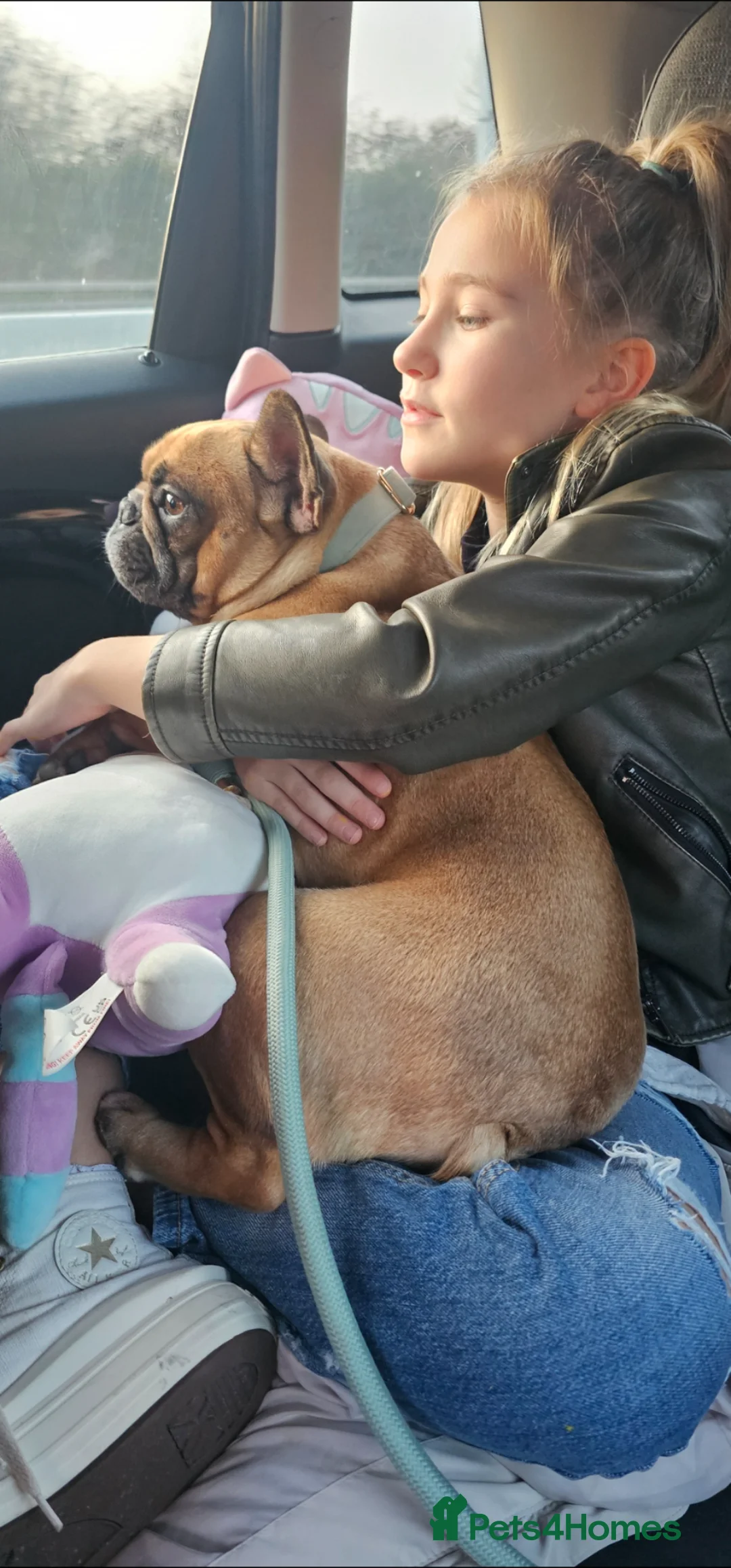 French Bulldog dogs for sale: Meet colin  **  in Milton Keynes - Advert 2