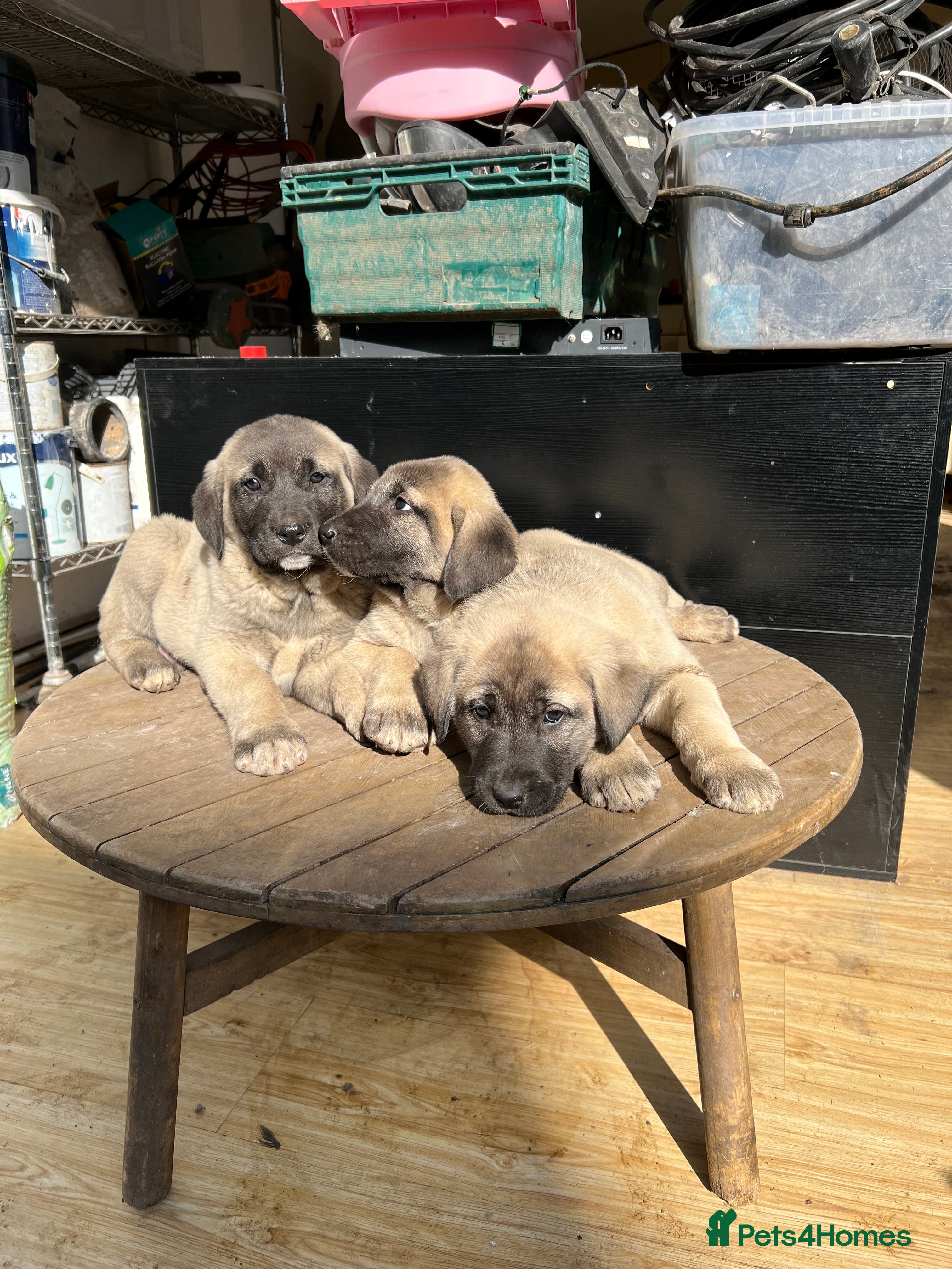 Turkish Kangal dogs Turkish Kangal puppies  - Advert 3
