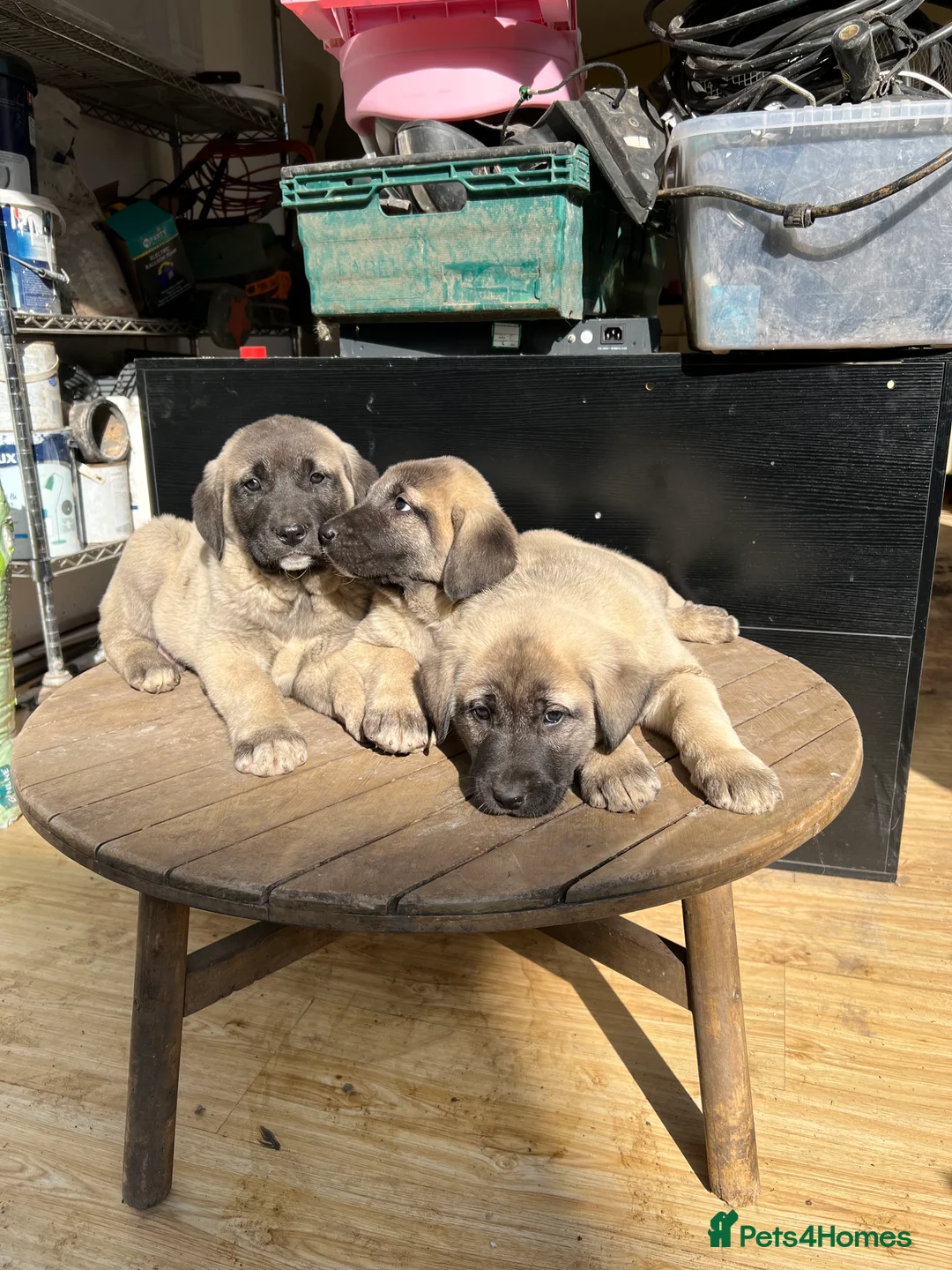 Turkish Kangal dogs for sale: Turkish Kangal puppies  - Advert 1