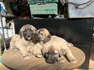 Turkish Kangal dogs Turkish Kangal puppies - Advert 3