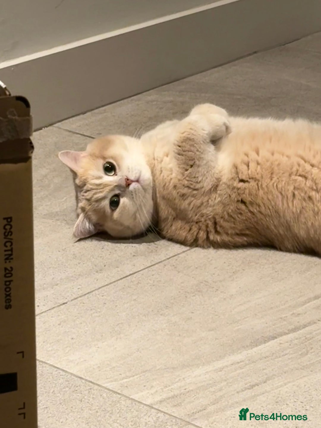 British Shorthair cats for sale: Sweetest 2 British shorthair boys seekingto rehome - Advert 2