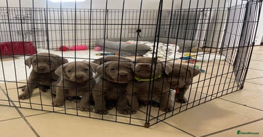 Labrador Retriever dogs Stunning silver Labradors ready now boys only  - Advert 13